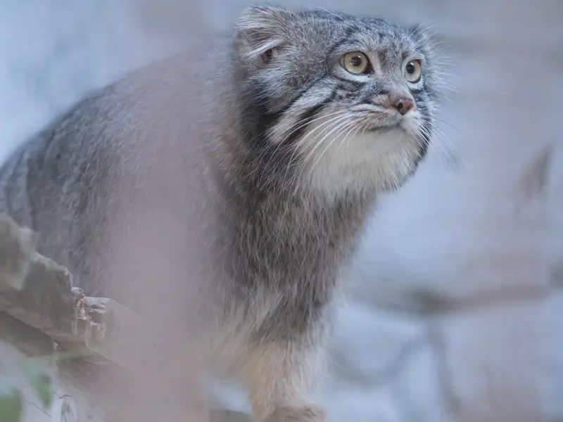野毛山動物園のフィーガの写真