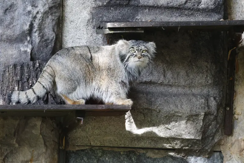 モスクワ動物園のティモフェイの写真
