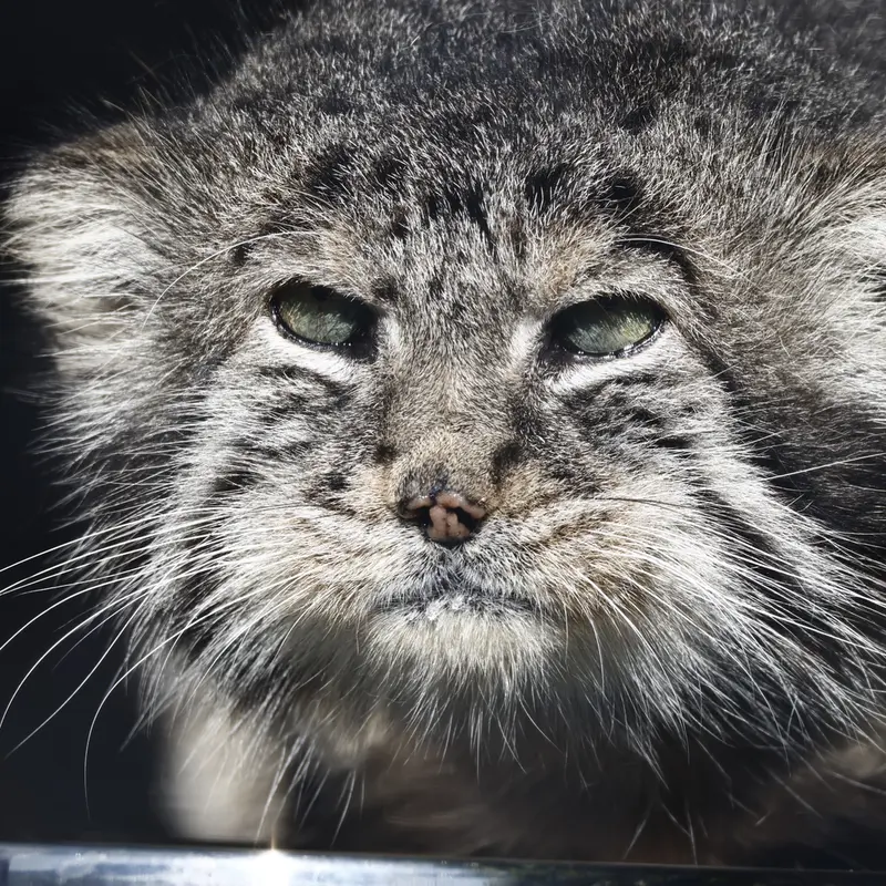レニングラード動物園のスヴェンの写真