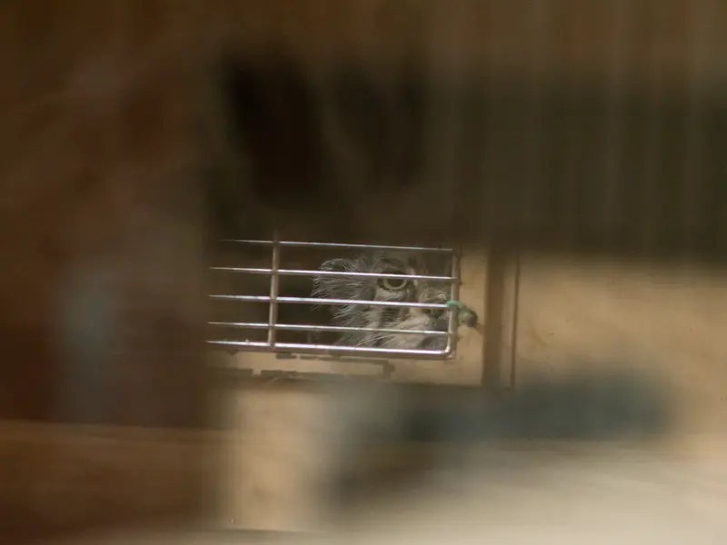 恩賜上野動物園のプリームラの写真