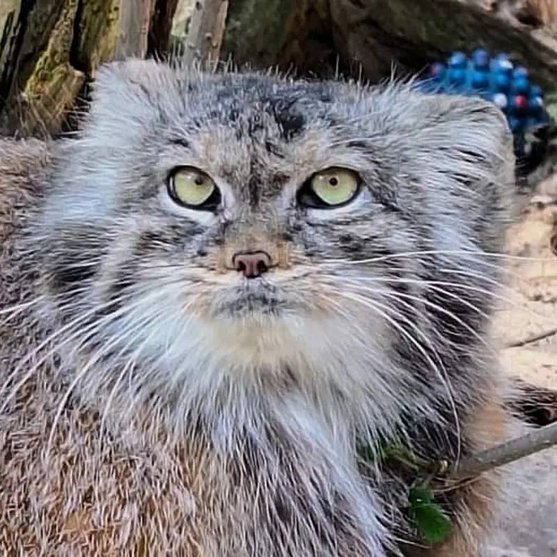 ポズナン新動物園のマヌルネコのナイキ