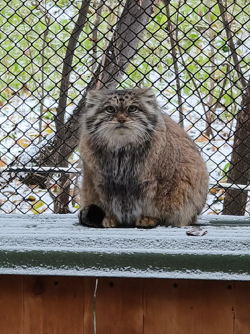 ノヴォシビルスク動物園のラストチカの写真