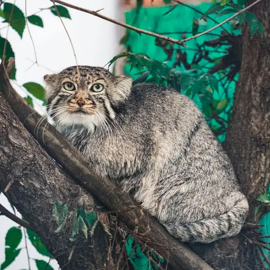 青海チベット高原野生動物園のスン・シャンシャンの写真