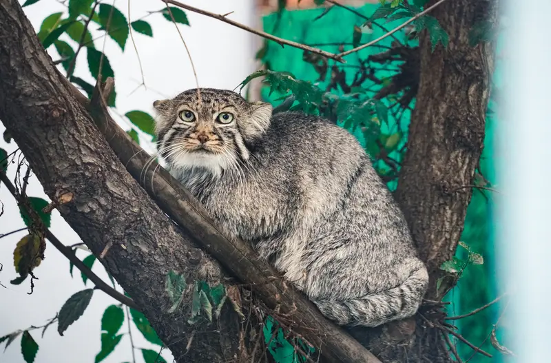 青海チベット高原野生動物園のスン・シャンシャンの写真