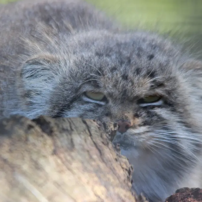 バナム動物園のバックの写真