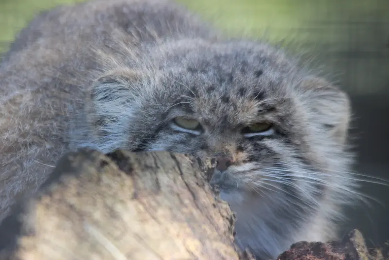 バナム動物園のバックの写真