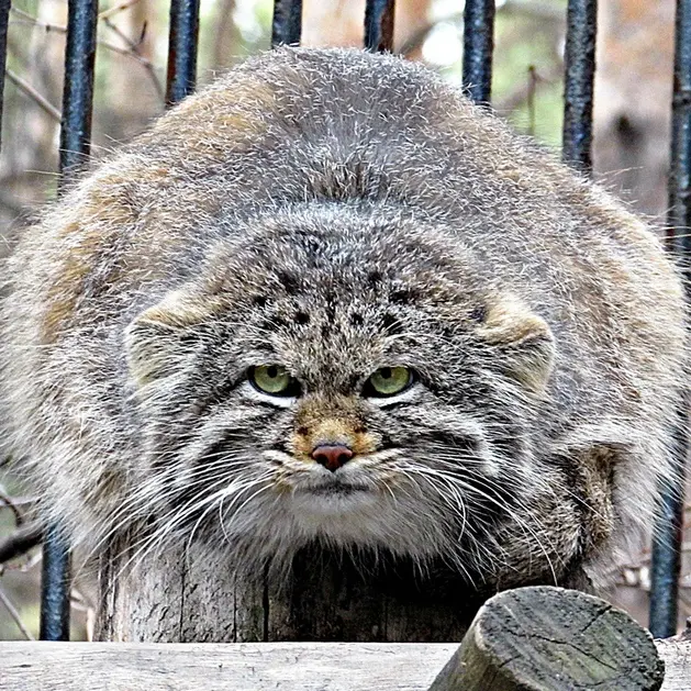 ノヴォシビルスク動物園のマヌルネコの写真