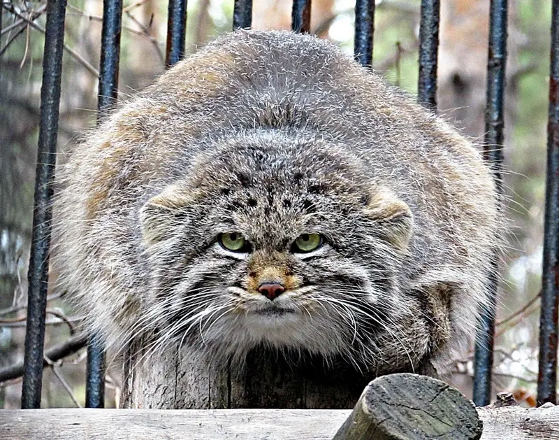 ノヴォシビルスク動物園のマヌルネコの写真