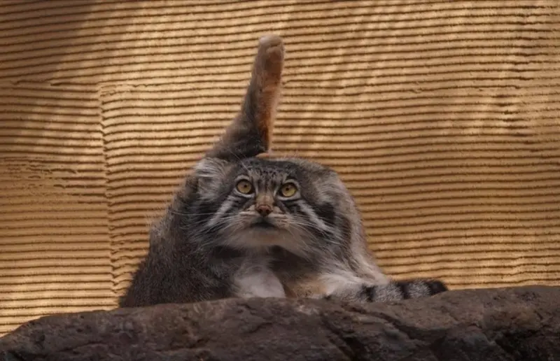 マヌルネコの写真