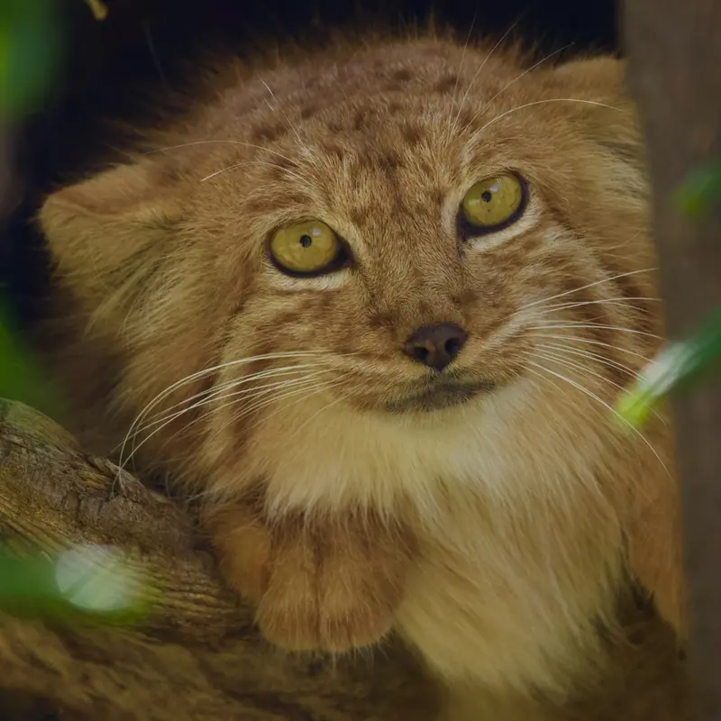 エレバン動物園のナノーの写真