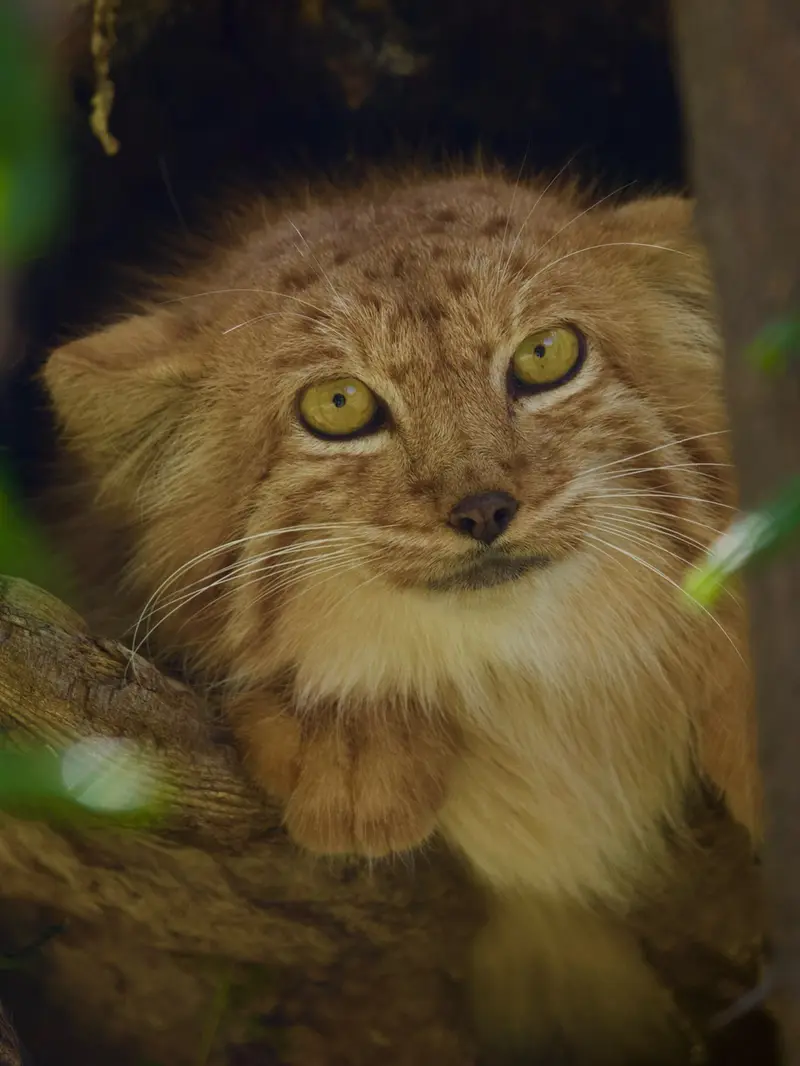 エレバン動物園のナノーの写真