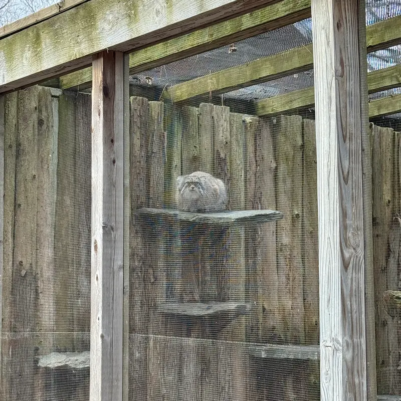 ポッター・パーク動物園のパジの写真