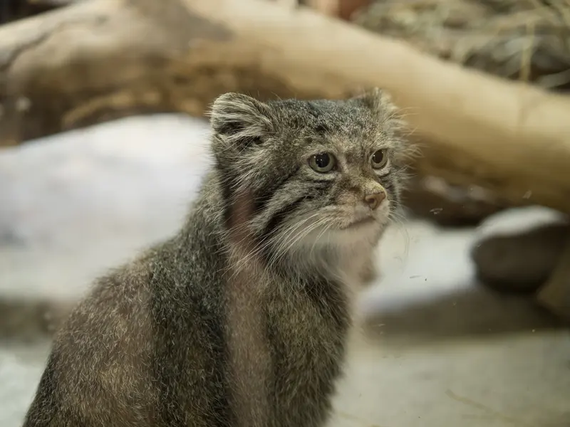恩賜上野動物園のクリョンの写真