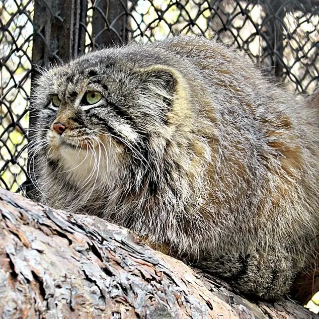 ノヴォシビルスク動物園のマヌルネコの写真