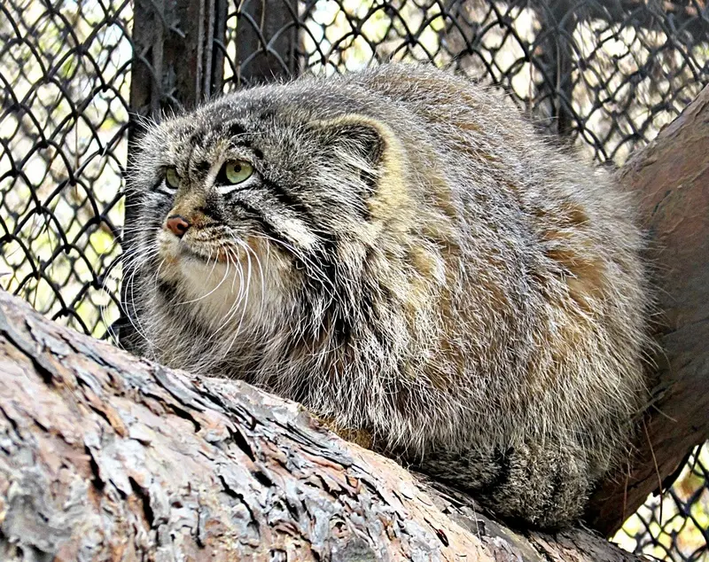 ノヴォシビルスク動物園のマヌルネコの写真