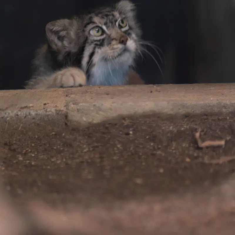 神戸市立王子動物園のイーリスの写真