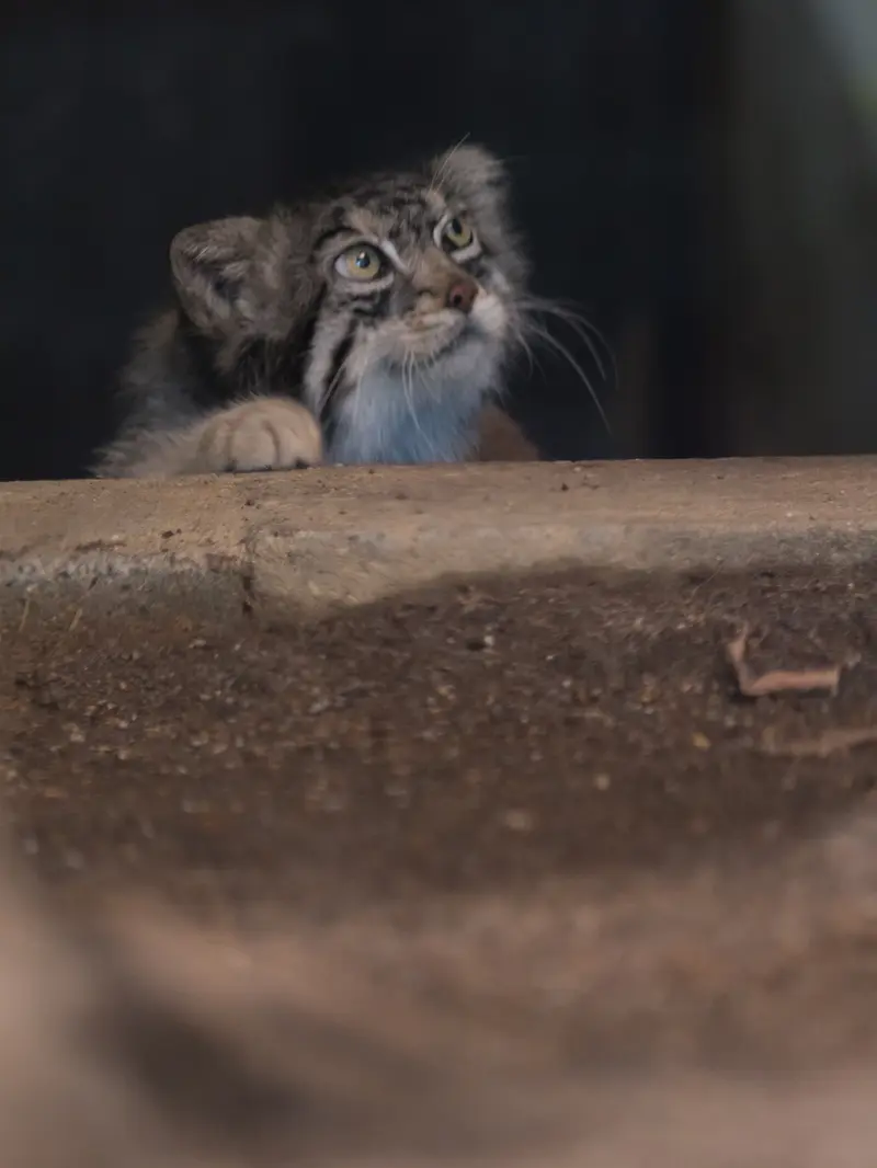 神戸市立王子動物園のイーリスの写真