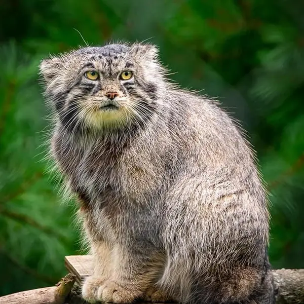 ニアビ動物園のタイ・チーの写真