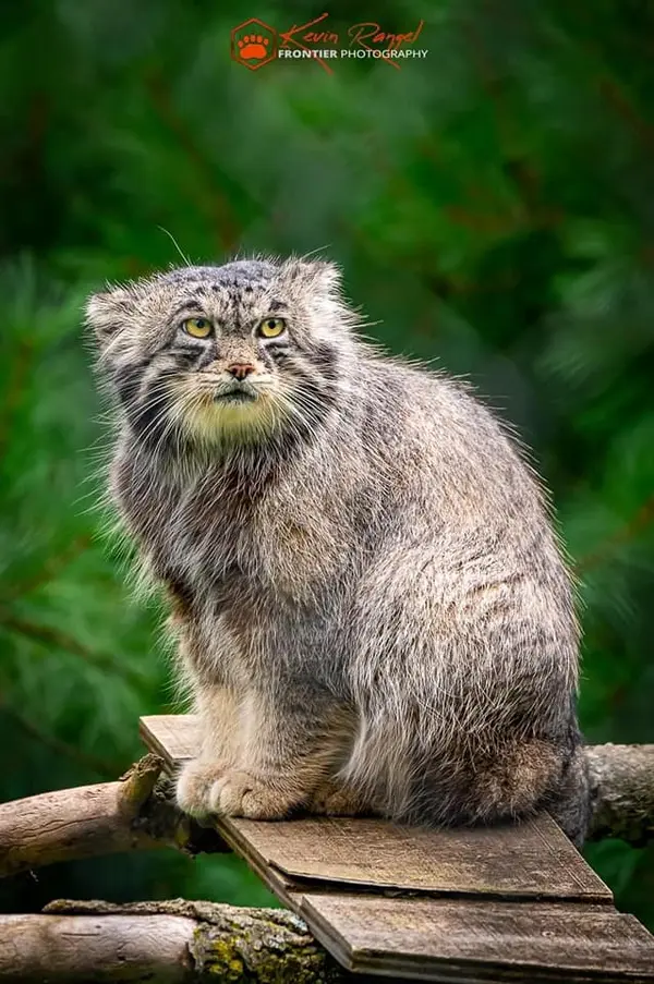 ニアビ動物園のタイ・チーの写真