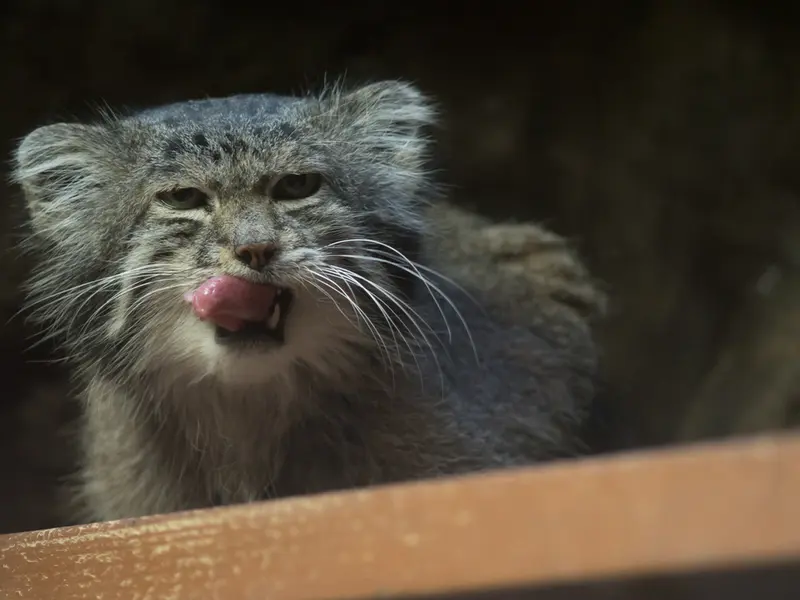 恩賜上野動物園のクリョンの写真