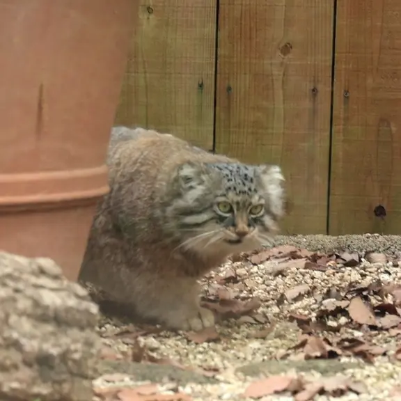 埼玉県こども動物自然公園のマヌルネコの写真