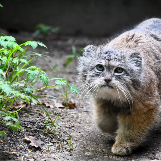 ポズナン新動物園のボリスの写真