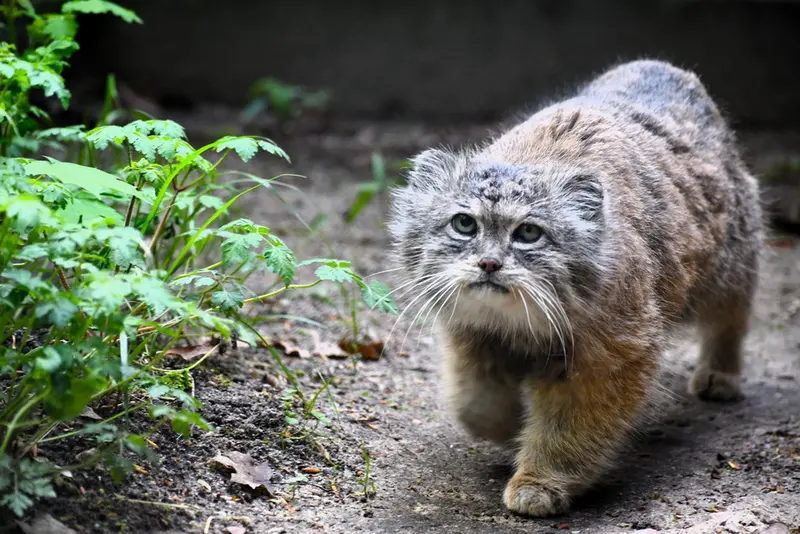 ポズナン新動物園のボリスの写真