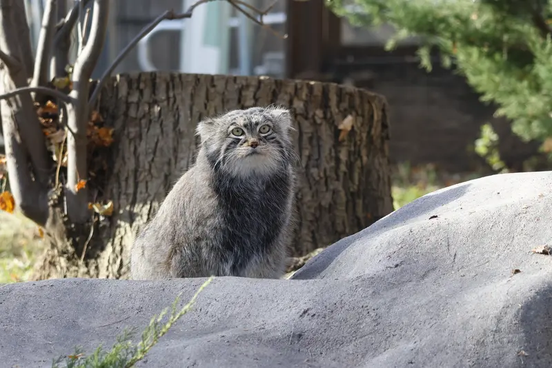 モスクワ動物園のティモフェイの写真