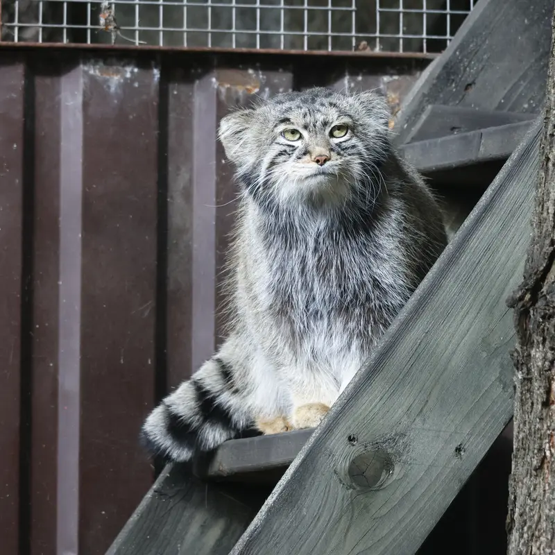 モスクワ動物園のティモフェイの写真