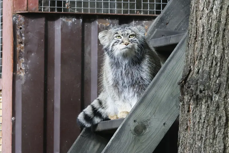 モスクワ動物園のティモフェイの写真
