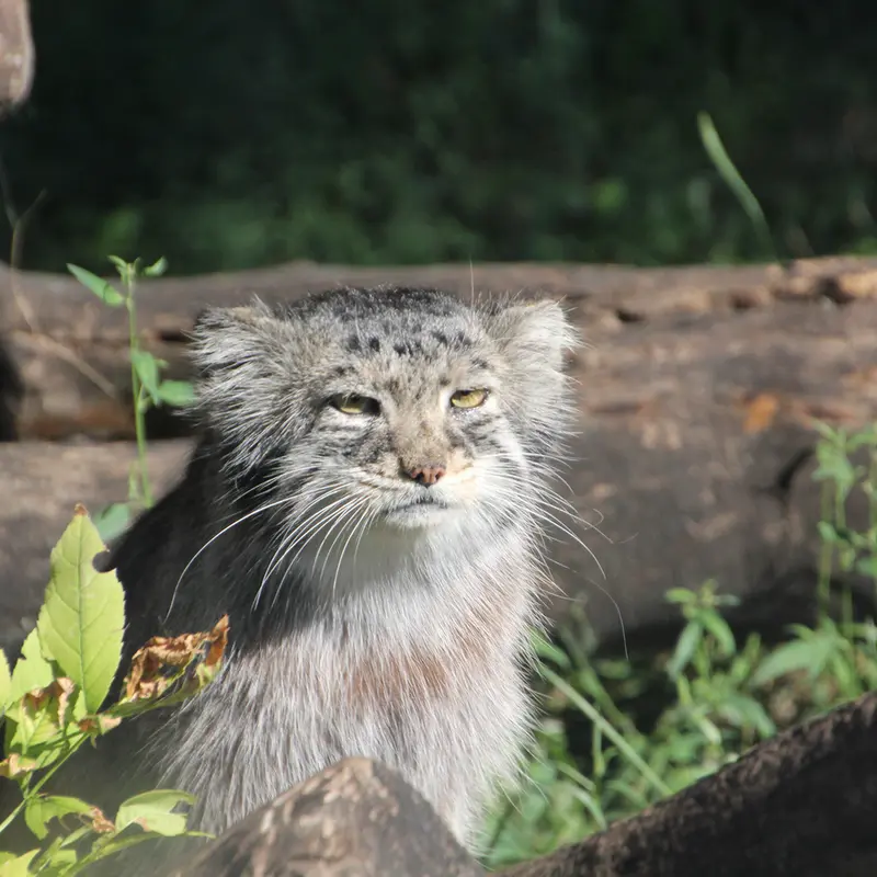 レッドリバー動物園のミダスの写真