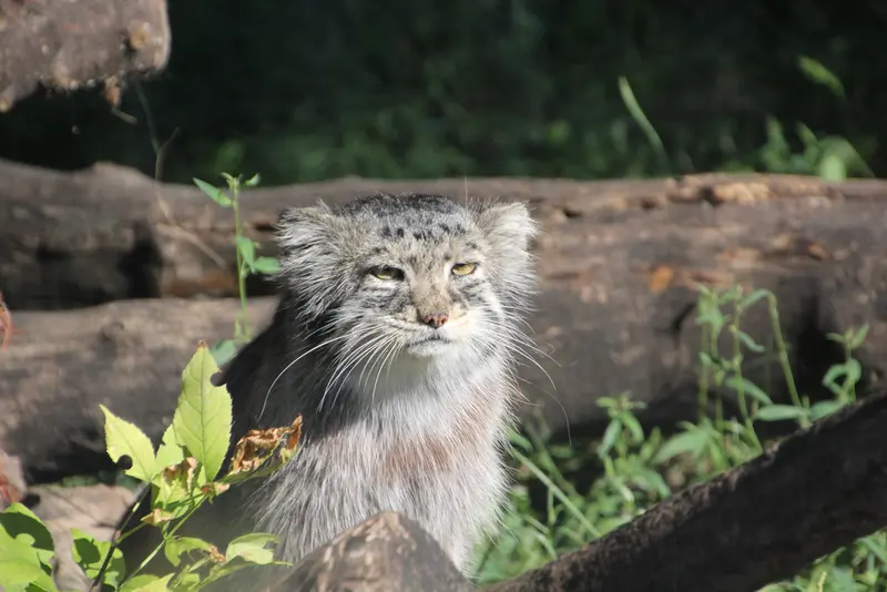 レッドリバー動物園のミダスの写真