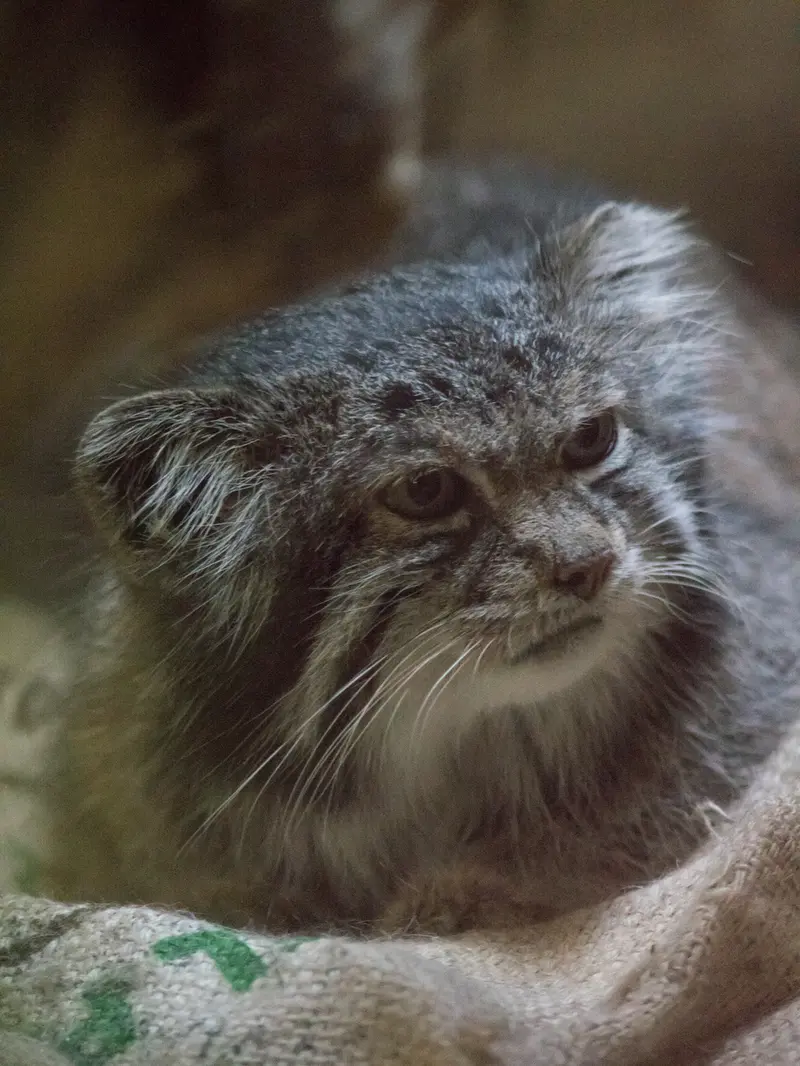 恩賜上野動物園のクリョンの写真