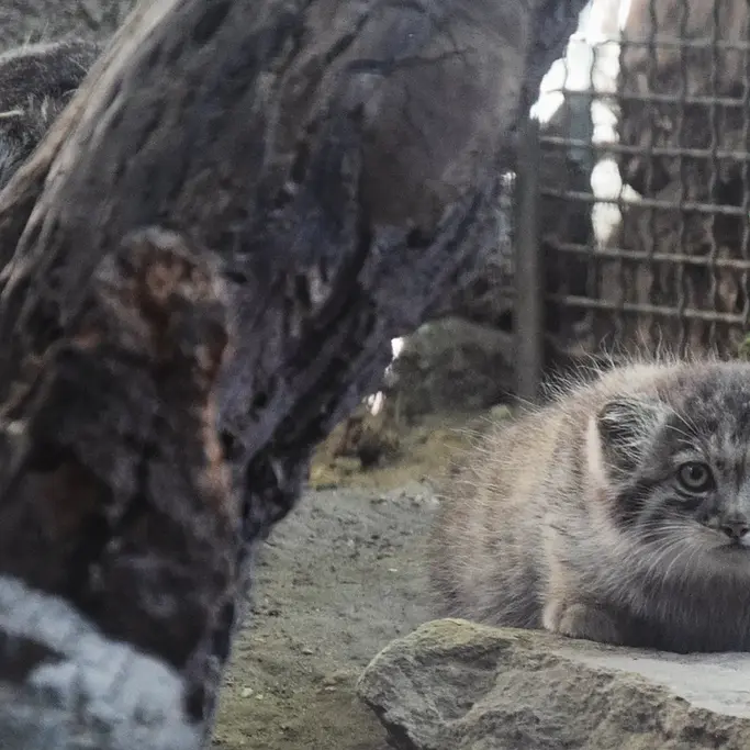 ブダペスト動物園＆植物園のルーシーとボリス Ⅱの写真