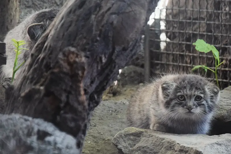 ブダペスト動物園&植物園のルーシーとボリス Ⅱの写真