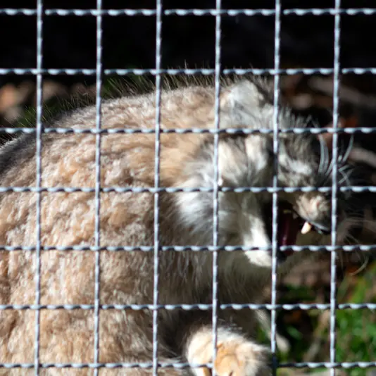 リトアニア動物園のメリッサの写真