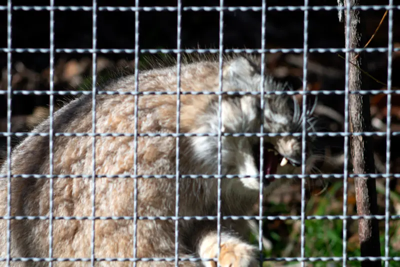 リトアニア動物園のメリッサの写真
