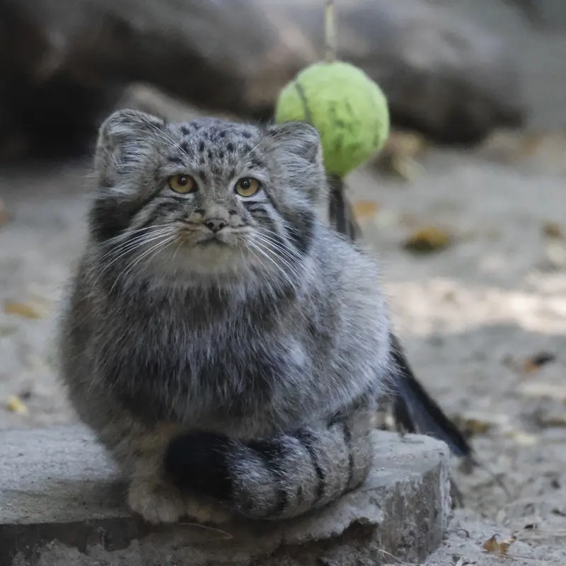 ノヴォシビルスク動物園のスネジャナの娘 b.2026 Ⅱの写真