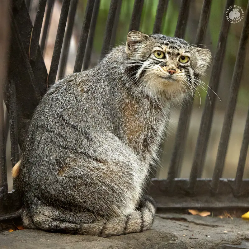 ノヴォシビルスク動物園のイヴの写真