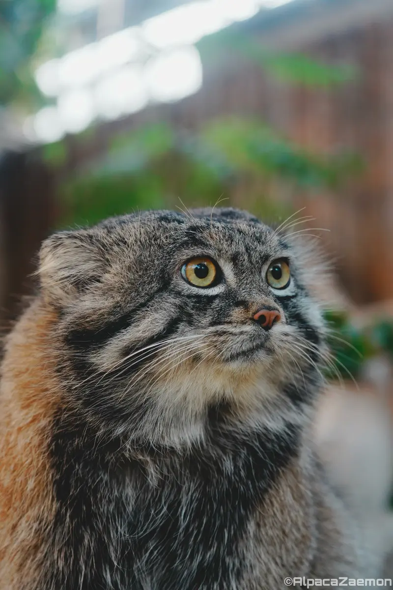 神戸どうぶつ王国のナルの写真