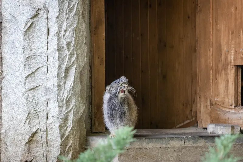 モスクワ動物園のティモフェイの写真