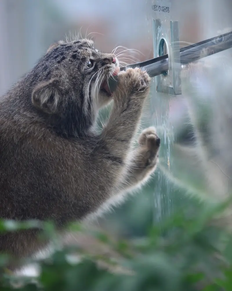 神戸どうぶつ王国のナルの写真
