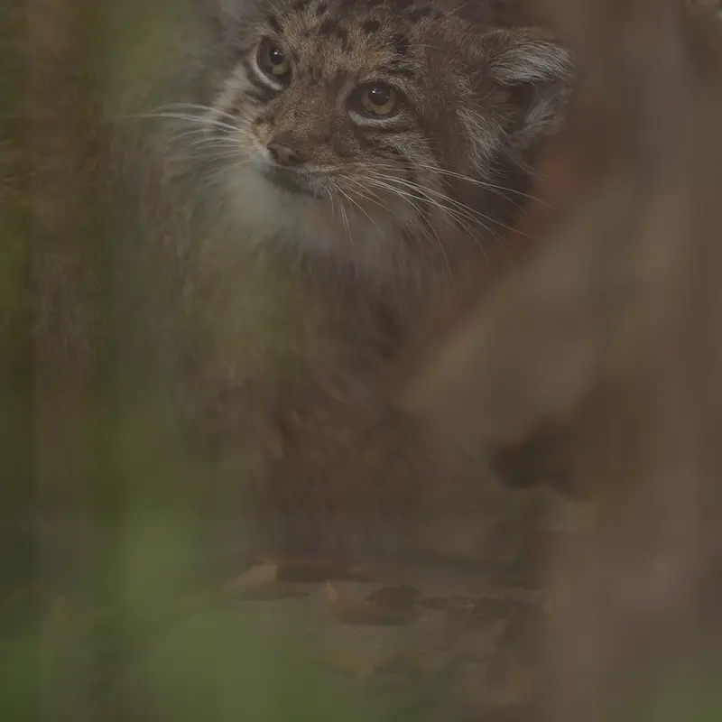東山動植物園のハニーの写真