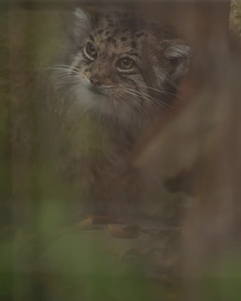 東山動植物園のハニーの写真