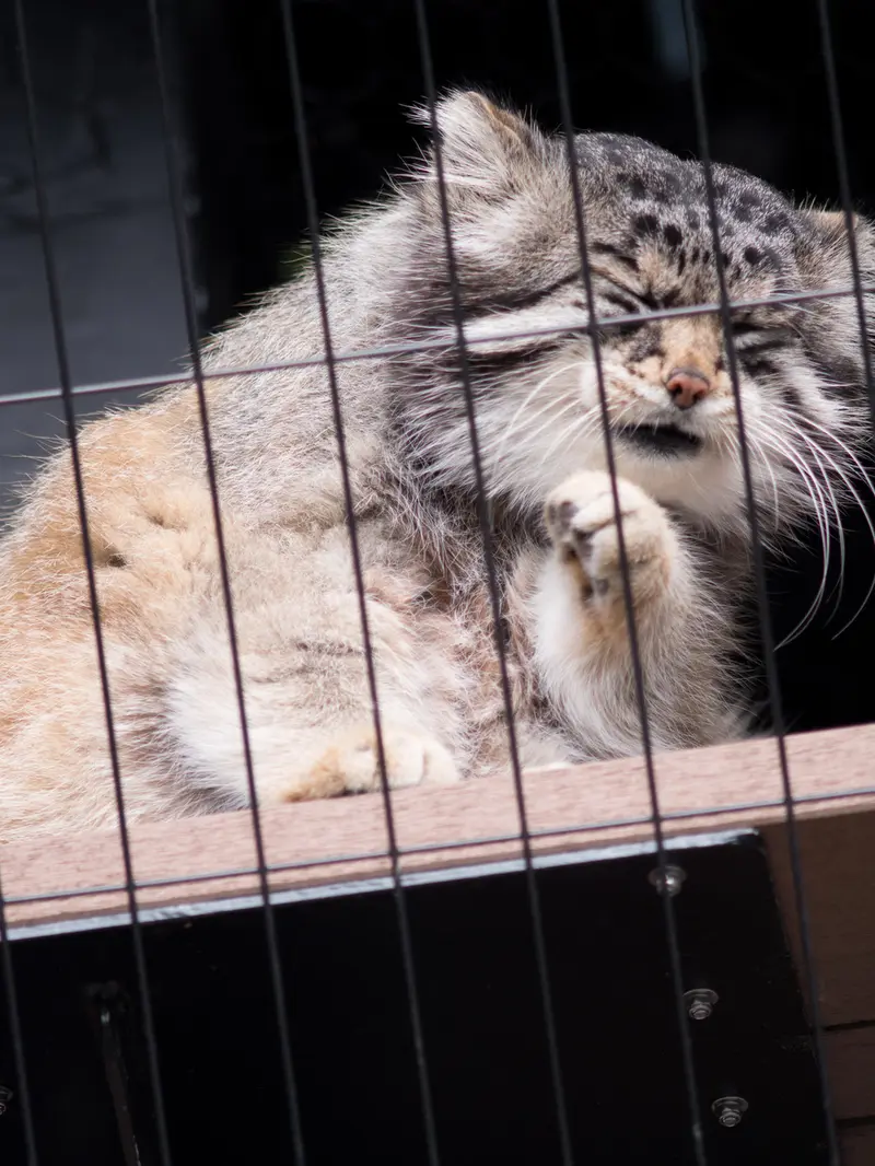 旭山動物園のグルーシャの写真