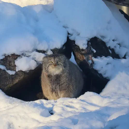 コルケアサーリ動物園のミミの写真
