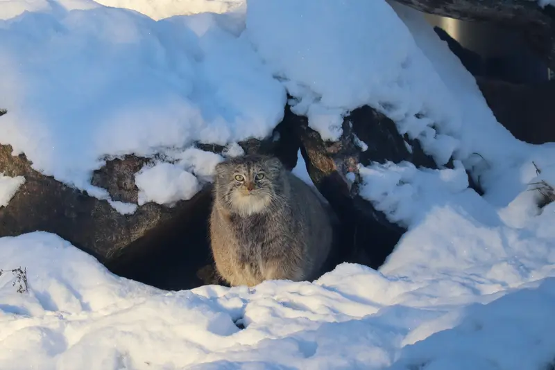 コルケアサーリ動物園のミミの写真