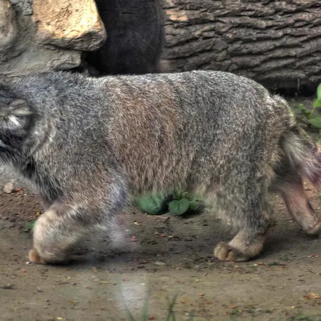モスクワ動物園のダーライの写真