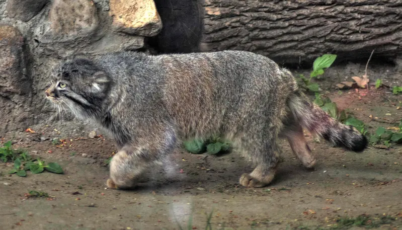 モスクワ動物園のダーライの写真
