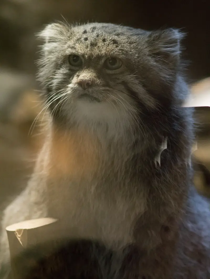 恩賜上野動物園のクリョンの写真